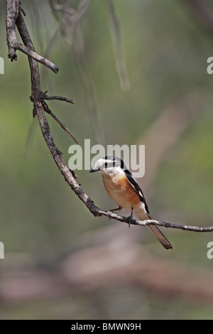 Maskierte Würger (Lanius Nubicus) Stockfoto