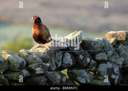 Gemeinsamen Fasan (Phasianus Colchicus) männlich auf Steinmauer unter Ackerland mit Frost am frühen Morgen auf die Schwanzfedern Stockfoto