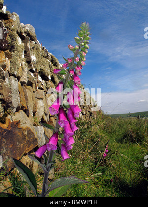 Ein Devon-Bank. Eine Steinmauer mit wild, selbst ausgesät, Magenta Fingerhut Strecken sich in den blauen Himmel. Ländliche Idylle oder Eskapismus Stockfoto