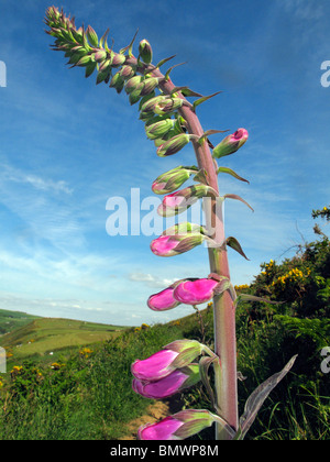 Englische Wildblumen.  Fingerhut in Devon Landschaft, hohe Spitze zeigt Blumen vor Eröffnung Stockfoto