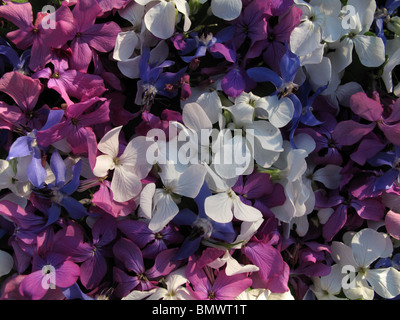 Essbare Blüten (Ehrlichkeit und Borretsch) Stockfoto