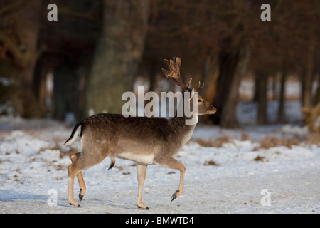 Damhirsch (Dama Dama). Hirsch im Schnee wandern. Stockfoto