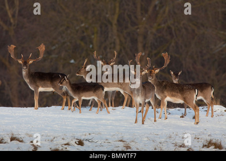 Damhirsch (Dama Dama). Gruppe im Schnee. Stockfoto