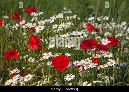 Feld, Mohn, Klatschmohn, Flandern Mohn (Papaver Rhoeas) und Ochsen-Auge Daisy, Mond Daisy (Chrysanthemum Leucanthemum). Stockfoto
