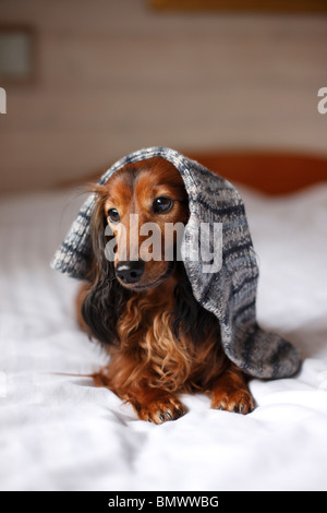 Langhaar Dackel, Langhaar Dackel, Haushund (Canis Lupus F. Familiaris), 6 Jahre alt einzelne auf einem Bett liegend Stockfoto