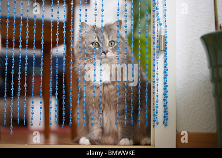 Hauskatze, Hauskatze (Felis Silvestris F. Catus), 2 Jahre British Kurzhaar-Highlander sitzen hinter einem Vorhang, Deutschland Stockfoto