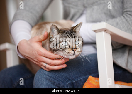 Hauskatze, Hauskatze (Felis Silvestris F. Catus), 7 Jahre alt Kater sitzt auf dem Schoß einer Frau, Deutschland Stockfoto