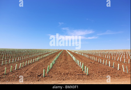 Textur des landwirtschaftlichen Bereich. Stockfoto