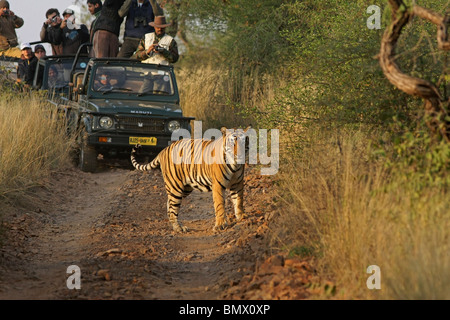 Tiger zu Fuß auf dem Feldweg vor Safari Touristenfahrzeuge in Ranthambhore National Park, Indien Stockfoto