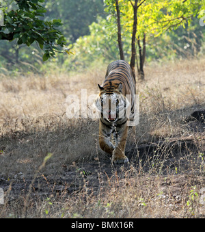 Ein Tiger kommt von einem Hügel knurrend im Zorn in Bandhavgarh National Park, Indien Stockfoto