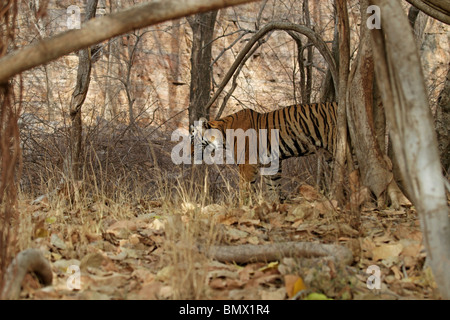 Männliche Tiger zu Fuß durch den dichten Lebensraum in Ranthambhore National Park, Indien Stockfoto