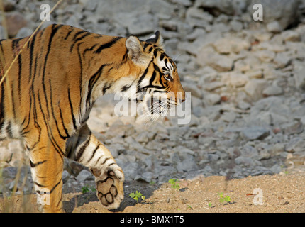 Tiger kommt in goldenes Licht in Ranthambhore National Park, Indien Stockfoto