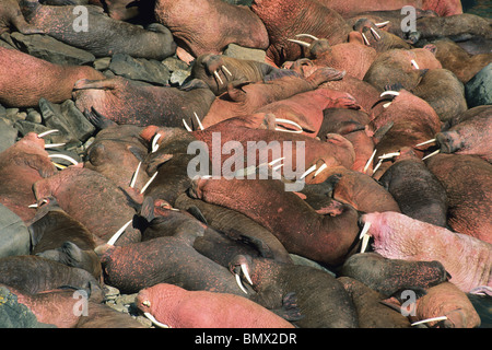 Pazifische Walross (Odobenus Rosmarus) Männchen bei Haulout, runde Insel Heiligtum SW Alaska Stockfoto