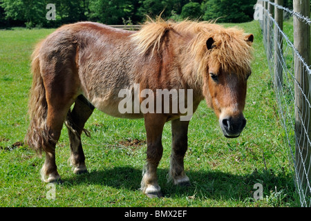 Eine süße Shetland-Pony in der Nähe des Fernwanderwegs Jubiläumsweg in Leicestershire Stockfoto