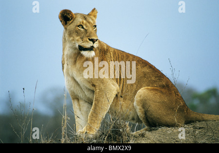 Afrikanische Löwe (Panthera Leo), Löwin beobachten Beute, Krüger Nationalpark, Südafrika Stockfoto