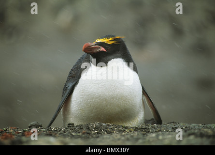 Makkaroni Penguin, (Eudyptes Chrysolophus), im Schnee, Süd-Sandwich-Inseln, Antarktis. Stockfoto