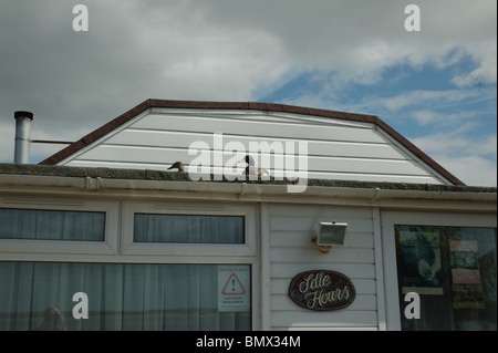 Stunden im Leerlauf - zwei Enten ruht auf einer Strandhütte genannt "Idle Hours" Stockfoto