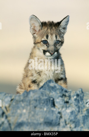 Young Cougar, (Felis Concolor), Uinta National Forest, Utah. IN GEFANGENSCHAFT Stockfoto