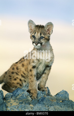 Cougar Young Cub (Felis Concolor) in Gefangenschaft, Uinta Mountains, Utah Stockfoto