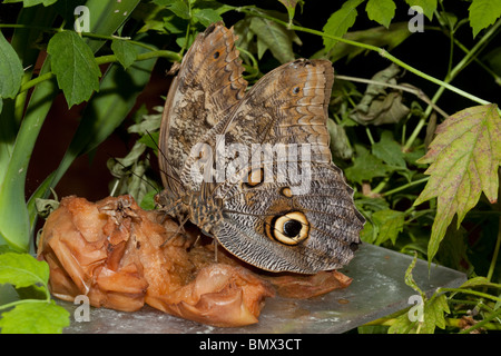 Schmetterlinge ernähren sich von faulen Früchte Wildlife Park Combe Martin Devon UK Stockfoto