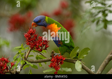 Allfarblori Trichoglossus Haematodus, ernährt sich von betrunkenen Papagei Baum, Schotia Brachypetala, Blumen Stockfoto