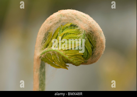 Königsfarn Osmunda Regalis neue Wedel oder Farnspitzen Stockfoto