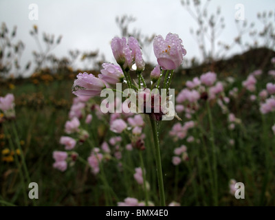 Wilde Zwiebel (Crow Knoblauch) (Allium Vineale) Stockfoto