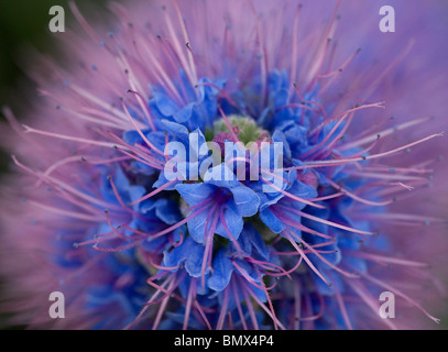 Spitze der Stolz von Madeira Echium Candicans sprach Blüten mit langen Staubfäden und Uvula Stigmen zeigen Stockfoto