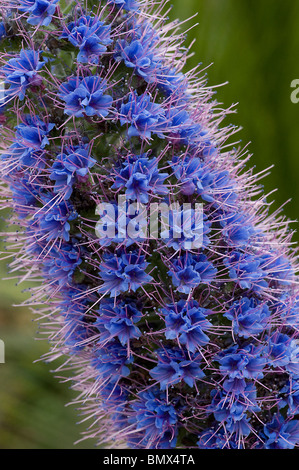 Stolz von Madeira Echium Candicans zeigen spiralförmige Anordnung der blauen Blüten auf spike Stockfoto