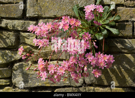 Lewisia Cotyledon wächst aus einem Spalt in einer Wand in der Sonne Stockfoto