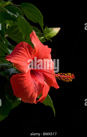 Hibiscus Rosa Sinensis zeigen Staubblätter herum lange stigma Stockfoto