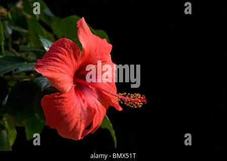 Hibiscus Rosa Sinensis zeigen Staubblätter herum lange stigma Stockfoto