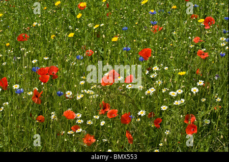 Kornfeld Wildlfower, Mohn, Kornblumen, Mais-Ringelblume & Ochsen-Auge-Gänseblümchen Stockfoto