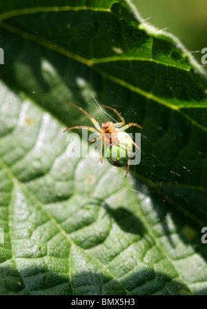 Gurke Green Spider oder Green Orb Weaver Spider, Araniella Cucurbitina, Araneidae (Unterseite). Aka Kürbis oder Kürbis Spinne. Stockfoto