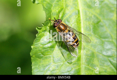 Johannisbeere-Schwebfliege, Syrphus Ribesii, Syrphidae, Diptera. Weiblich Stockfoto