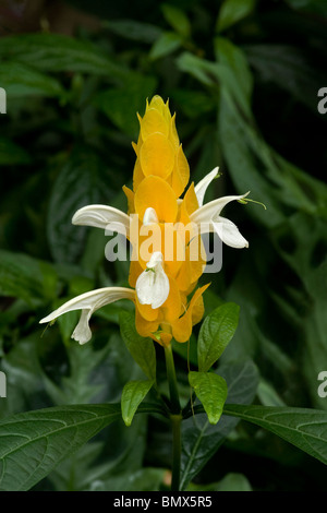 Lutscher Pflanze oder golden Garnelen Pflanzen Pachystachys Lutea ein subtropischen Strauch mit gelben Hochblätter, die aus denen weißen Blüten erscheinen Stockfoto