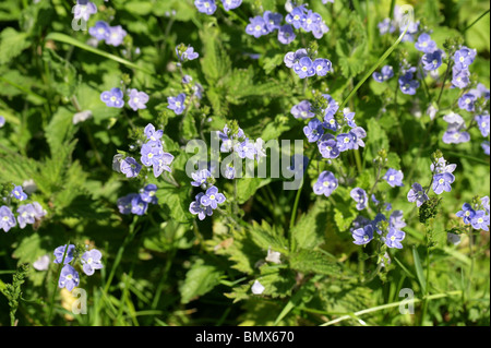 Gamander-Ehrenpreis, Veronica Chamaedrys, Wegerichgewächse (Scrophulariaceae). Auch bekannt als Katzen Auge.  Eine britische wilde Blume. Stockfoto