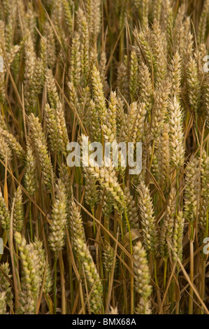 Reife Ähren in Berkshire Stockfoto