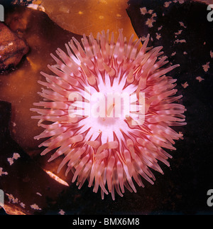 Dahlie Seeanemone zeigt radiale Symmetrie Stockfoto