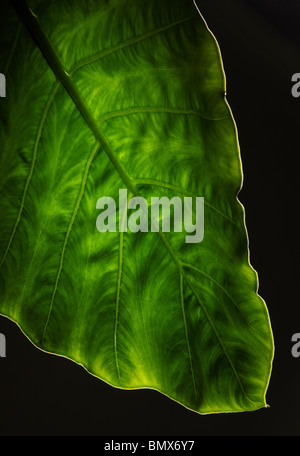 Zum Jahresende eine grüne Pflanze Blatt, schwarzer Hintergrund Stockfoto