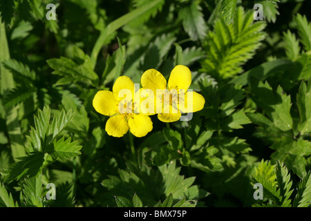 Goose Grass, Silverweed oder wilder Rainfarn Potentilla heisses, Rosengewächse Stockfoto