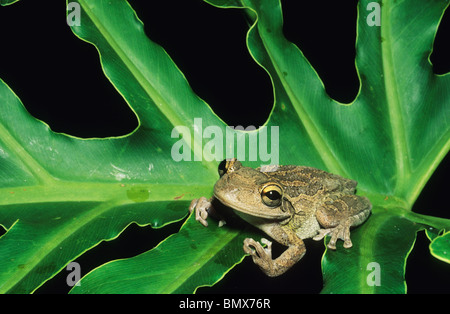 Kubanische Laubfrosch, (Osteopilius Sepentrionalis), ruht auf Blatt in Gefangenschaft Stockfoto
