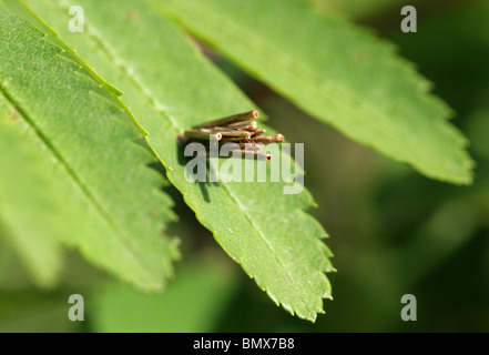 Bagworm Motte, Psyche Casta, Psychidae, Lepidoptera.  Larve im Fall Stockfoto