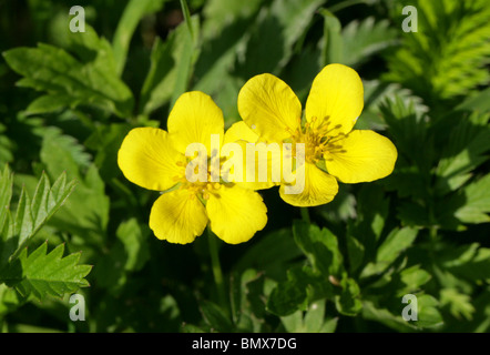 Goose Grass, Silverweed oder wilder Rainfarn Potentilla heisses, Rosengewächse Stockfoto