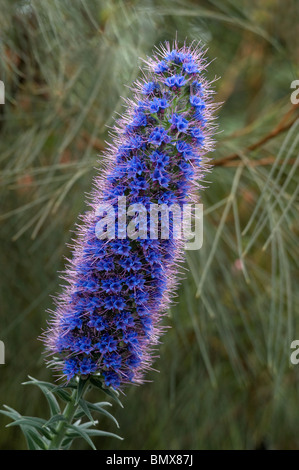 Stolz von Madeira Echium Candicans zeigen spiralförmige Anordnung der blauen Blüten auf hohen spike Stockfoto