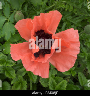 Orientalische Mohn in voller Blüte (Papaver Orientale) Stockfoto