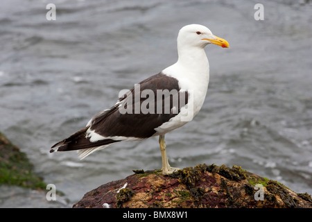 Kelp Gull (Larus Dominicanus) oder Dominikaner Möwe abgedeckt einzigen Erwachsenen stehen auf einer Algen Rock, im Falkland-Inseln Stockfoto