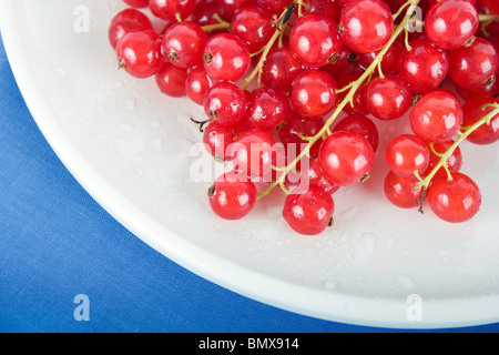 Nahaufnahme von roten Johannisbeeren auf weißen Teller mit blauen Tischdecken. Stockfoto
