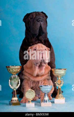 Zwei stolze Champion Shar-Pei-Sitzung Stockfoto