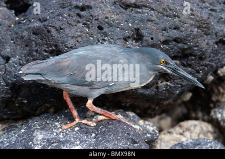Lava Heron oder Galapagos Reiher (Butorides Sundevalli) einzigen Erwachsenen stehen auf Felsen auf den Galapagos-Inseln, Ecuador Stockfoto